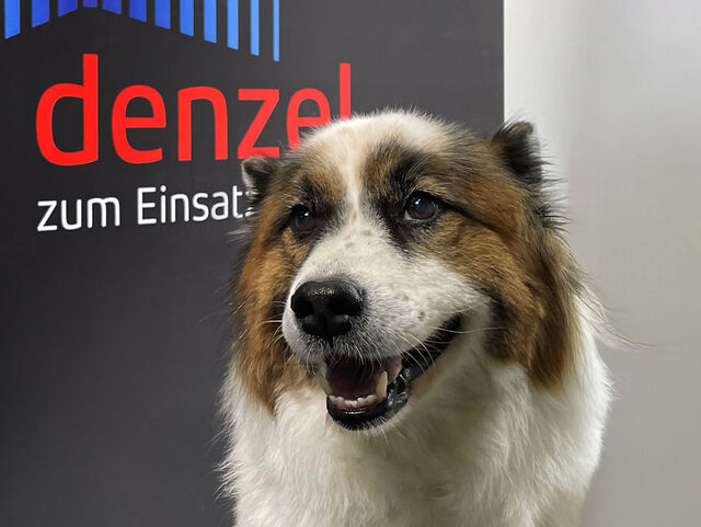 Denzel Betriebshund Holly