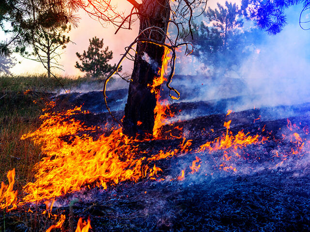 Brand Waldboden